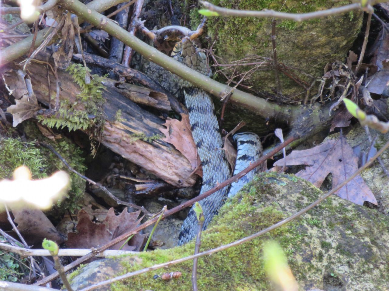 Natrix natrix sicula preda Discoglossus pictus